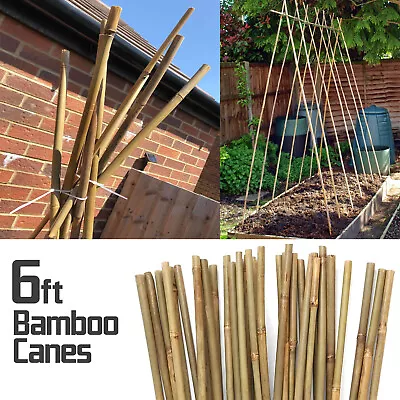 6FT Heavy Duty Professional Bamboo Plant Ties Support Sticks Garden Canes Poles  • £38.40