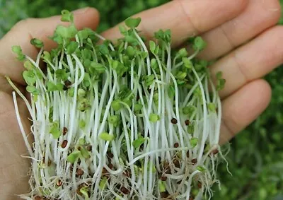 BROCCOLI (Sprouts) :) 500+ Seeds Vegetable Garden. Instructions Included X • $6.39