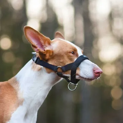 £5.99 • Buy Dog Halti Style Head Collar Stops Dog Pulling Size 2 Jack Russel Etc. Small