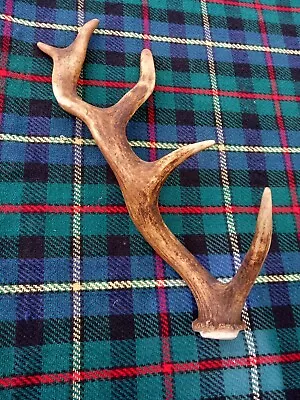 Fallow Deer Antler 34 Cms • £0.99