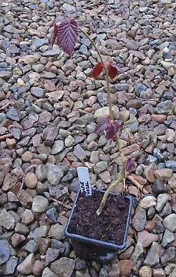 £5.39 • Buy PURPLE Hazel (Corylus) Nut Tree Seedling In A 7CM Pot