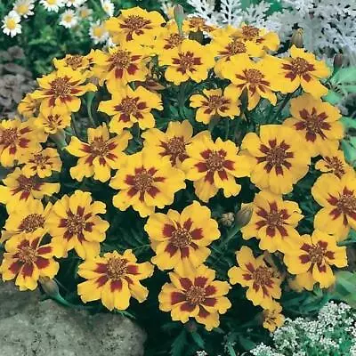 French Marigold DWARF NAUGHTY MARIETTA Heirloom Beneficial Non-GMO 200 Seeds! • $3.98