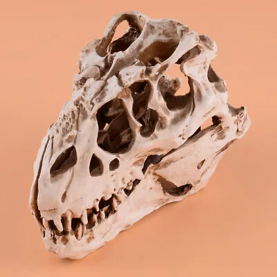 Dinosaur Model T-REX Skull Small Model Tyrannosaurus Collectibles Retro Display. • £24.19