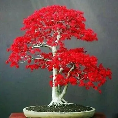 $4.25 • Buy 10 Dwarf Bonsai Japanese Red Maple Seeds Mini Planter Tree
