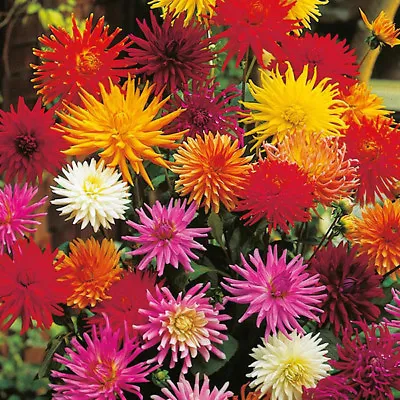 Dahlia Cactus Flowered Mixed Approx. 50 Seeds Summer Bedding Plants • £2.65