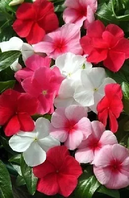 Vinca Seeds 50 Seeds Mediterranean XP Lipstick Mix • $4.75