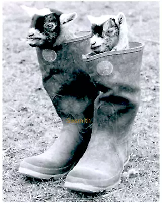 BABY GOATS IN BOOTS Vintage Photograph Fine Art Giclee High Res 8x10 Print • $14.99