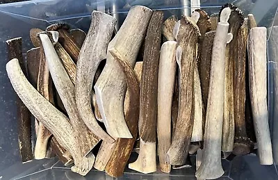 CHEAPEST! One Pound-Whole ELK Antler Dog Chews Treats Crafts MEDIUM/LARGE • $34.90