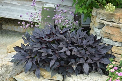 £7.99 • Buy Ornamental Sweet Potato Caroline Plant Vine Easy Grow Trailing Food Vegetable