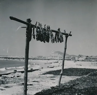 PORTUGAL C. 1950 - The Póvoa De Varzim Fish Drying Beach - Div 11767 • $26.58