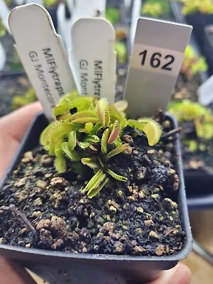 Potted GJ Montecore Venus Flytrap Dionaea- Grown Indoors- Read Description #162 • $50