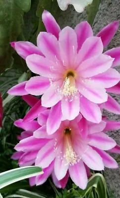 Epiphyllum HOCUS POCUS Orchid Cactus Cutting • $7