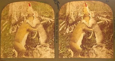 D0119~ Wild Bobcat Attacks Whitetail Deer Lighted 1890s Stereoview • $6