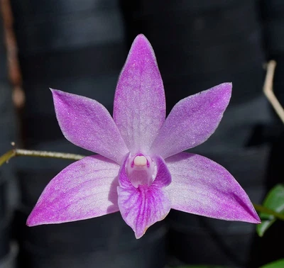 $7 • Buy Orchid -Dendrobium Esme Poulton 'Tinonee' AM/AOS X Australian Rose-Beauty 'Pink