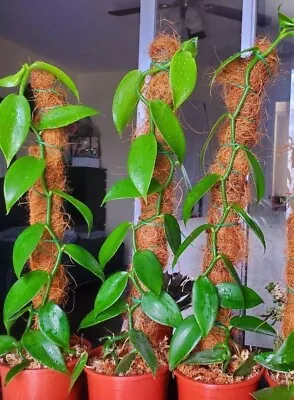 Vanilla Planifolia Orchid Plant Species Rooted Live Cuttings BUY 1 Get 3 FREE • $15.99