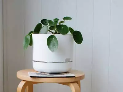 Pilea - Pot + Plant + Soil • $79.95