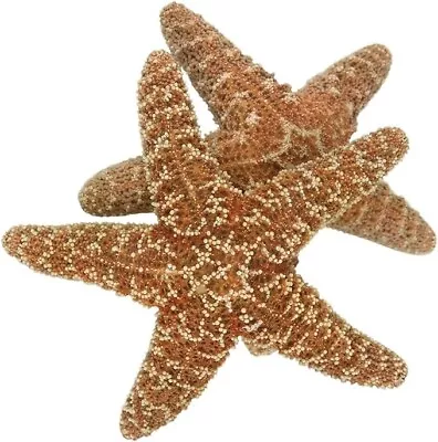 2 Large Natural Sugar Starfish Seashell Rare Real Aquarium Home Deco 4-6  New • $38.55