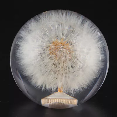 2.8in Shift Knob Crystal Real Dandelions Flowers Accessory With 3 Thread Adapt⁺ • $26.19