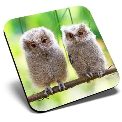 £3.99 • Buy Square Single Coaster - Cute Baby Owls Wild Nature  #2322