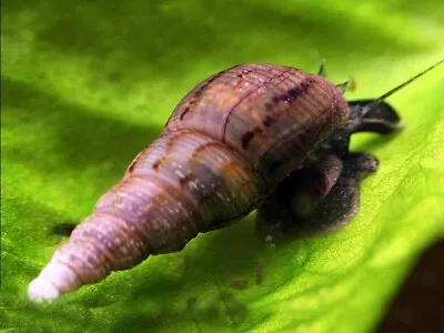 40 Malaysian Trumpet Snails (Juveniles) • £5