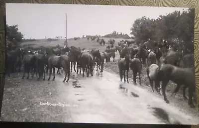 Devon Postcard - DARTMOOR PONIES  - Chapman  107 RPPC. • £1