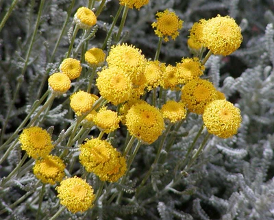 £8.60 • Buy Santolina Chamaecyparissus Cotton Lavender Dwarf Evergreen Shrub 9cm & 17cm Pot