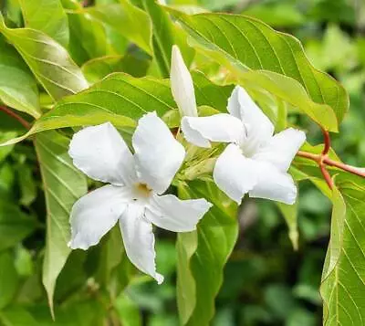 Mandevilla Laxa | Chilean Jasmine | White Star | 5 Seeds • $7.79