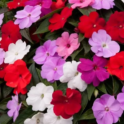 Impatiens Busy Lizzie Seeds  Vivid Colors Dwarf F2 Mix Double Flowers For Shade • £2.49