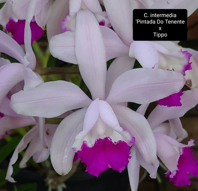$17 • Buy Cattleya Orchid - Cattleya  Intermedia 'Pintada Do Tenente' X 'Tippo' (Species)