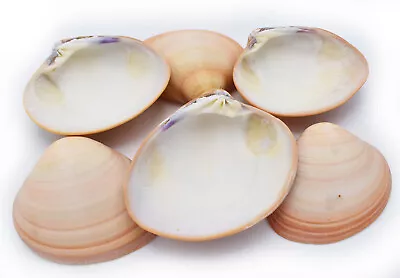 6-Pack: Large Pink Quahog Clam Shell (4-5 ) Beach Crafts Decoupage Aquarium • $19.99