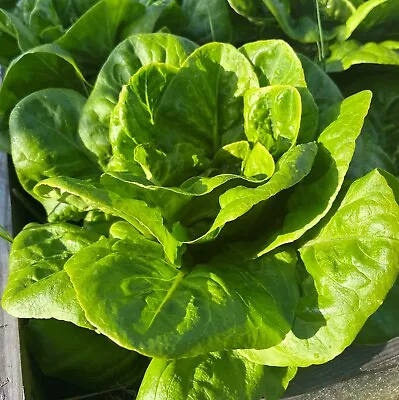 Lettuce All Year Round Seeds X 450 - Butterhead Crisp Heritage Vegetable Salad • £2.15