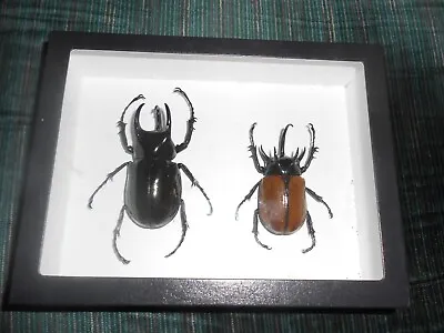 2 Large Real Framed Beetles From Vietnam And Indonesia In 6x8x2 Riker Mount #wz6 • $44.99