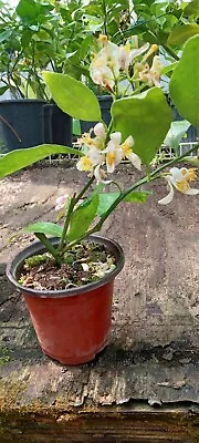 Grafted Meyer Lemon Tree In 4 Inch Pot Flowering • $30