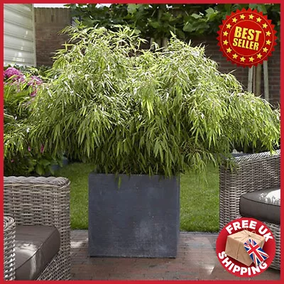 40-50cm Tall 2L Pots Of Fountain Dwarf Bamboo Fargesia Rufa Easy Care • £29.98