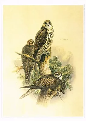 Saker Falcon Bird Print Old Picture Joseph Wolf Vintage CNHPBOP#87 • £3.99