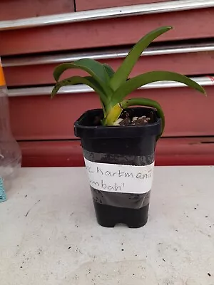 Sarcochilus Hartmanii X Numbah • $12