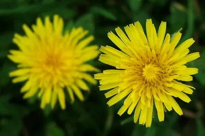 Dandelion - Taraxacum Officinale - 1000+ Seeds - Heirloom And Edible! L 112 • £1.79