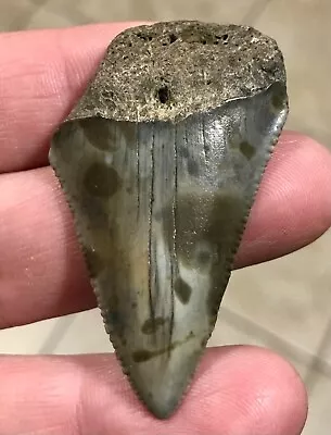 UNIQUELY PATTERNED-S.W.FL.LAND FIND- 2.11” X 1.3” Great White Shark Tooth Fossil • $24