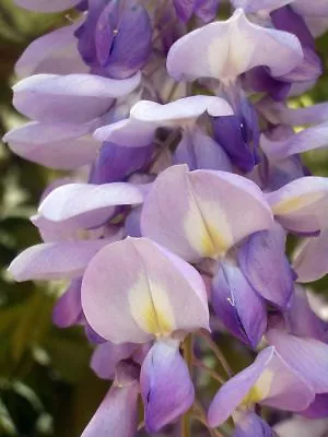 £1.85 • Buy BONSAI  - Wisteria SInensis  - A  Beautiful  Purple Climber.  STUNNING.  5 SEEDS