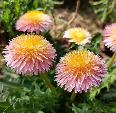 TARAXACUM PSEUDOROSEUM PINK DANDELION 20 Seeds • £3.37