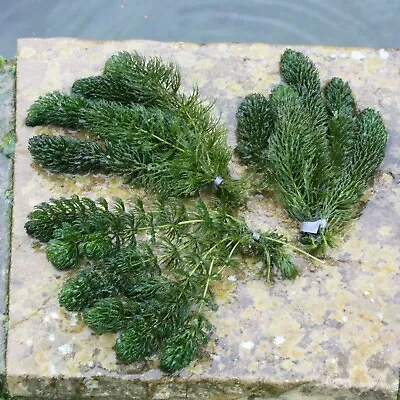 .3 Bunches Of Hornwort ~ Oxygenating Pond Aquarium Weed ~ Weighted ~ Water Plant • £9.50