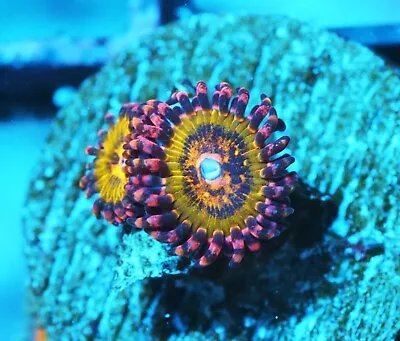 Butt Kisser Paly Zoanthids Paly Zoa SPS LPS Corals WYSIWYG • $18.50