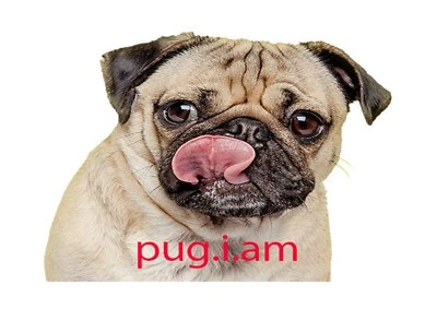 £23.61 • Buy Pug 2 A4 Reproduction Dog Poster Choice Of Frame Great Gift