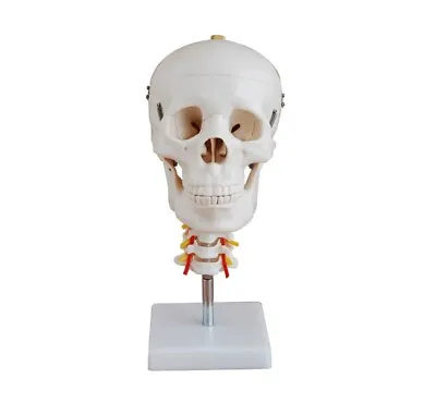 US SELLER/FREE SHIPPING - NEW Skull With Cervical Spine Anatomical Model • $46.95