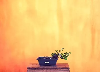 Outdoor Live Chinese Elm Bonsai Tree W/ Pot • $80