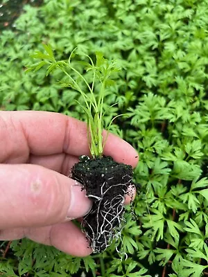 Round Carrot Plug Plants  Grow Your Own  Vegetables **LETTERBOX FRIENDLY** • £6.99