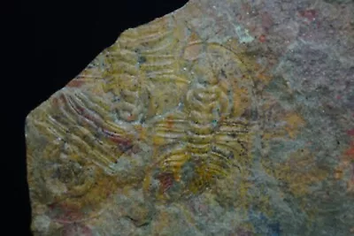 Trilobite / Olenellus Clarki / Cambrian 12.4cm Fossil / Marble Mountain Califor • $79.99