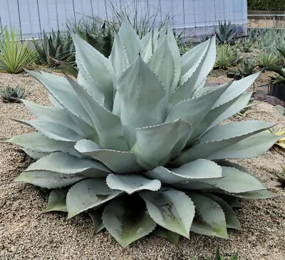 Whale’s Tongue Seeds - Agave Ovatifolia - Whales Tongue [LIMITED STOCK] • $7