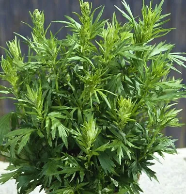 500+Mugwort Seeds(Artemisia Vulgaris)Medicinal Culinary Perennial Herb USA • $2.69