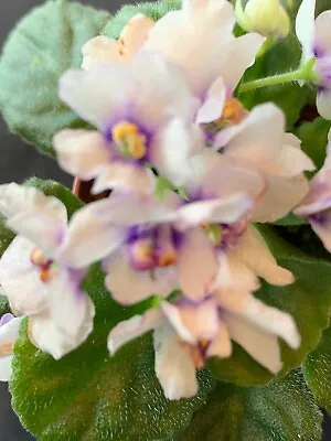 African Violet Plant  Hunter's Those Eyes  Miniature • $9